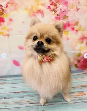 アレクセイ・ゲルマン DVD-BOX 4枚組 中古 - メルカリ