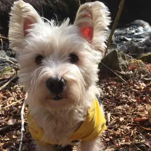 ダイアナ セルディア CELLDEA ストロベリー 20袋1箱 - メルカリ