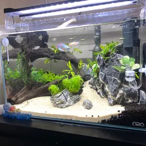 Bucephalandra sp.Sayan3 Melawi 【TB】 - メルカリ