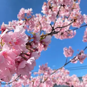 正規品doTERRA サイプレス ユーカリプタス ティーツリー ローズマリー
