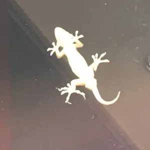 厚かましい借り手 ショーケース 日本語 foil MTG 日本語版foil ショーケース「厚かましい借り手」