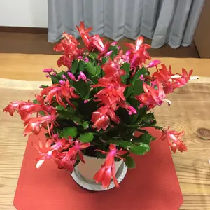 申相浩(人間国宝)青磁大皿 - メルカリ