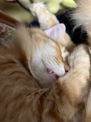 よ*り様 ポケモンカードゲーム sar まとめ売り　＋オマケ付き ポケモンカードゲーム SAR 14枚 まとめ売り｜Yahoo!フリマ（旧PayPay