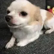 ソアラ