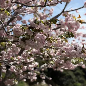 shrita ワールドペガサス 3WAY バッグ ブルーレオパード ワッペ