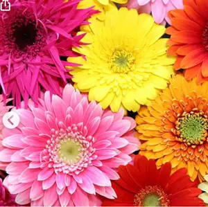 ガーベラ⭐︎フォロー割有り⭐︎