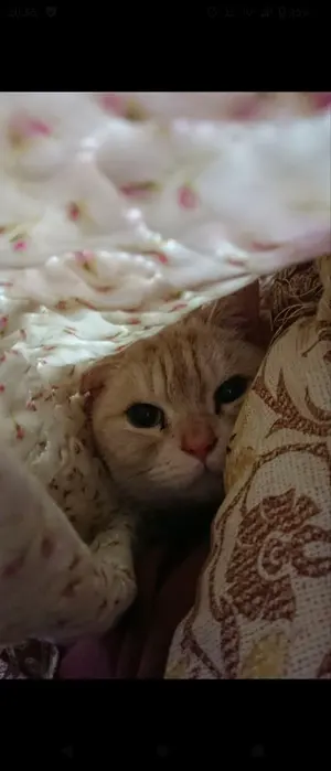 えすお