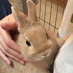 DELL UP2716D adobeRGB100% 元箱あり - メルカリ