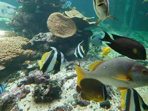 モンキー Z50J/AB27 新品 RECARO グラデーション - メルカリ