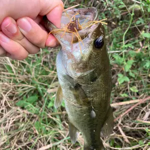 OSP サイコロラバー KDパープルウィニー 6個 バサクラ2025限定カラー