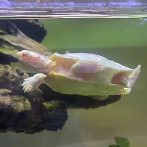 オトメイト AGF 2025 多井中法 アクリルブロマイド - メルカリ