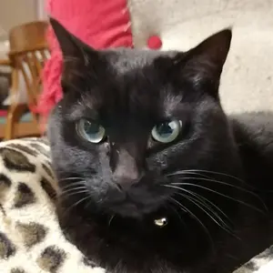 KHI 萩原恭平 ナイロンジャケットセットアップ - メルカリ