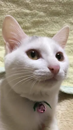 旧ソ連 FED製 角型フード 超レア、純正品！重宝しますよ！ B - メルカリ