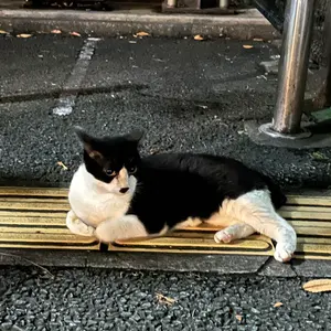 【黒バス】ショウワノート　おみくじ　アクリルブロック　緑間 黒バス】ショウワノート おみくじ アクリルブロック 緑間 黒バス