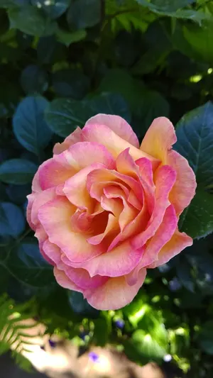 美品 アルフォンス・ミュシャ「四季・夏」リトグラフ 摺師サイン入り 豪華額装 美品 アルフォンス・ミュシャ「四季・夏」リトグラフ 摺師サイン