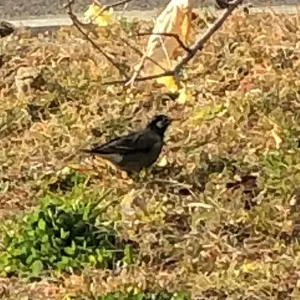 ぺトローバ ぺトローパ シク シークレット 秘 B 4枚セット - メルカリ