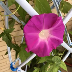 RossignolロシニョールWC DEMO 100SC 24.0-24.5cm - メルカリ