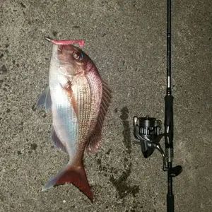 た*！様 超希少‼️一目瞭然本物‼️大株モンステラスケルトン