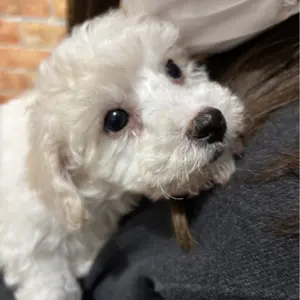 おのちゃん