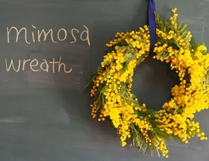 mimosa