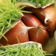 C107 くまちゃん製麺 QUMAPON YELLOW＆INDIGO m66748419575_1.jpg?1767279254