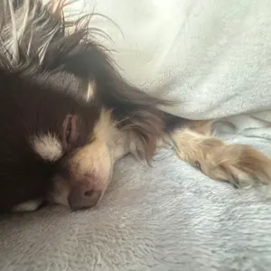 ごろう(カード販売)