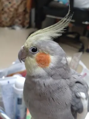 北欧☆かわいいお花のアクリルたわし☆エコたわし - メルカリ