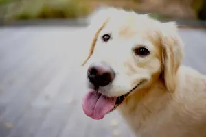 オールラッカー レリック Edwards by ESP テレキャスタータイプ - メルカリ