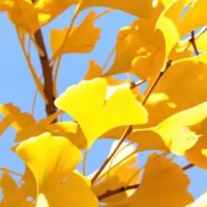 大辞林 & デイリー英和・和英 電子ブック EBXA YRRS-331 - メルカリ