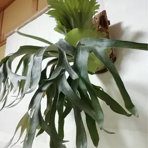 P.Willinckii cv Mutant ウイリンキー選抜 変異個体希少株 - メルカリ