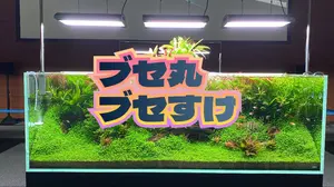 希少・写真現物】 ホシクサ・クチホワイト 特大株 おまけ付き スネール