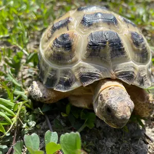【中古】 アメリカ西海岸の本 改訂５版/近畿日本ツーリスト 中古】 アメリカ西海岸の本 (旅のガイドムック まめ 3) / 近畿