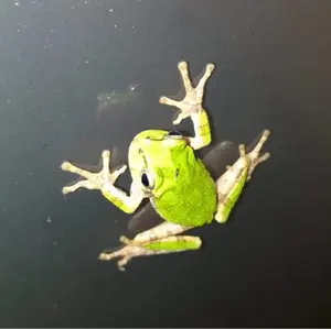 ORI0407WAN arena NUX-D GRN Oサイズ - メルカリ