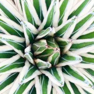 OZ様専用 植物育成ライト GL-A 6K 白色系 4個 ソケット レール付き