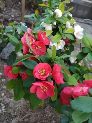 ぴぃ様ヒラヤマビハツ アメリカピン９箱 ネジピン６箱 オニピン５箱 お 得 な 通販 サイトファッション - 業務用ヘアピン ヒラヤマビハツ