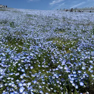 ヨネザワ オリジナル怪獣 宇宙原人 当時物 フィギュア - メルカリ