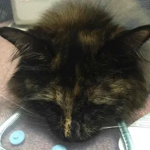 子まんじゅう様専用）タイラバスティック GTS-FS65SUL - メルカリ