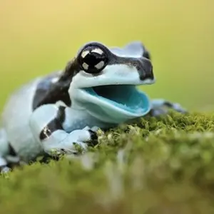 オークリー デトネーター クロノグラフ 中古ジャンク品 2本まとめ売り