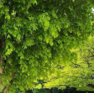 cheeee ◎一部期間限定sale中◎