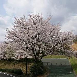 世界の名画・コローヴィル タブレー・自然の風景画 フレーム付き