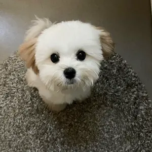 廃盤モデル✨️ MANIUNO ECCO LEATHER MUMHPCT1 廃盤モデル✨️ MANIUNO ECCO LEATHER MUMHPCT1 - メルカリ