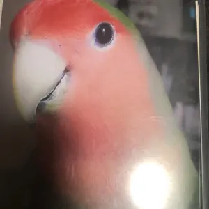 小桜インコ華子、一期一会の出逢いに感謝。