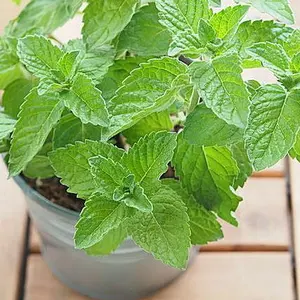 廃盤レア】ヴァレンティノ ヴァレンティナ 香水＆ボディケア 豪華5点