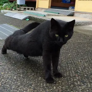 ぬこ