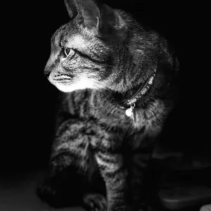 京都市北区直接引き取り 元値80万 黒壇 木製ダイニングテーブル+椅子3