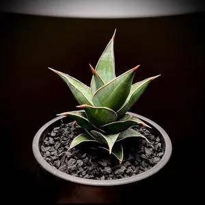 Dyckia 'California' #250522_04 - メルカリ