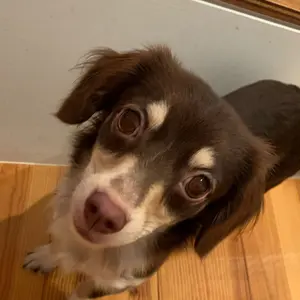 ICEVAN S かき氷機 NSF-151P - メルカリ