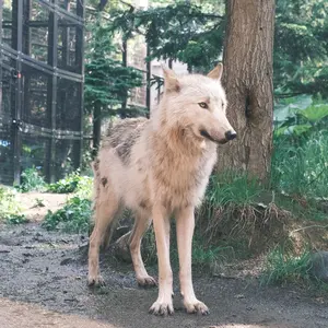 現代法律学講座 5 憲法 第三版 - メルカリ