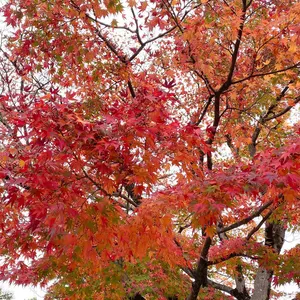 神田川‥購入時プロフ必読
