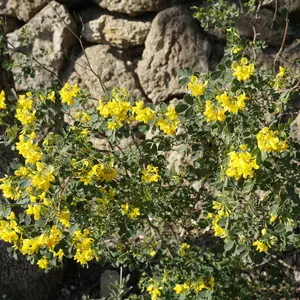 ONE PEACE展限定商品】ワンピース ジグソーパズル - メルカリ